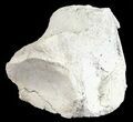 Fossil Brontotherium (Titanothere) Vertebrae - South Dakota #53687-2